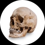 Reference Skulls pelo Skull Shoppe